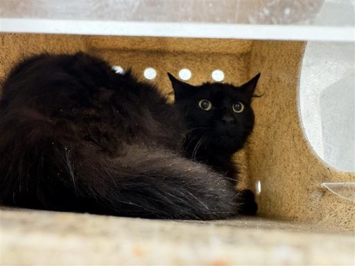 black cat