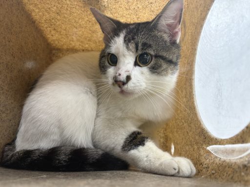 white gray tabby cat