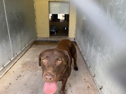 brown lab female
