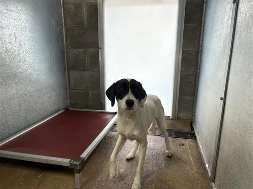 black and white mixed breed female dog