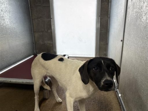 white black mixed female dog
