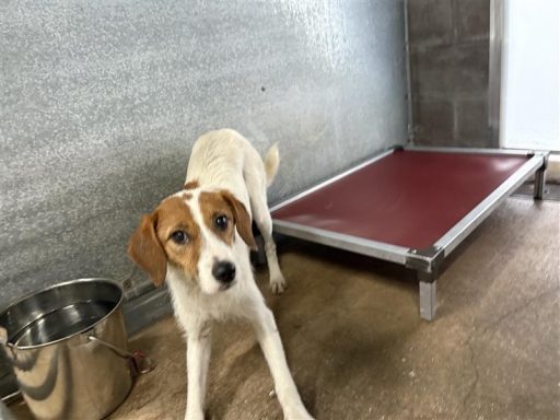 red white mixed breed female dog