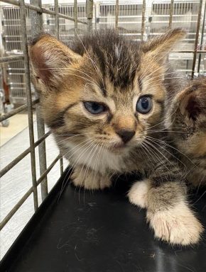tortie kitten