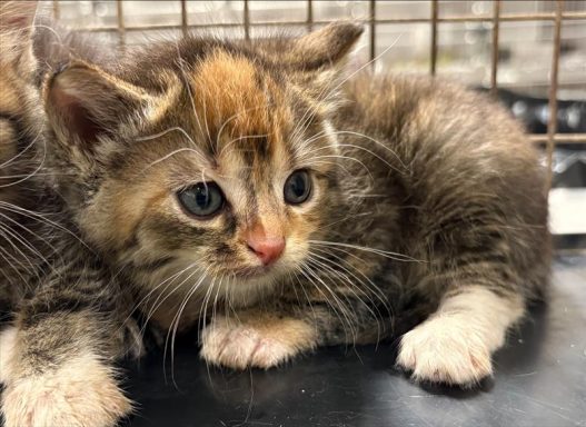 tabby tortie kitten