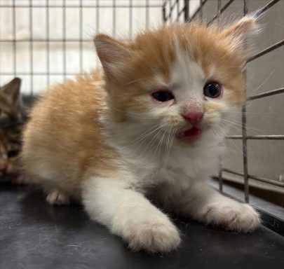 orange white tabby kitten