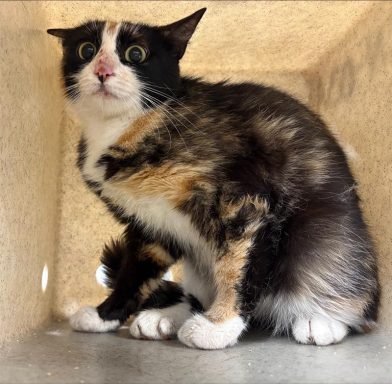 tortie female cat