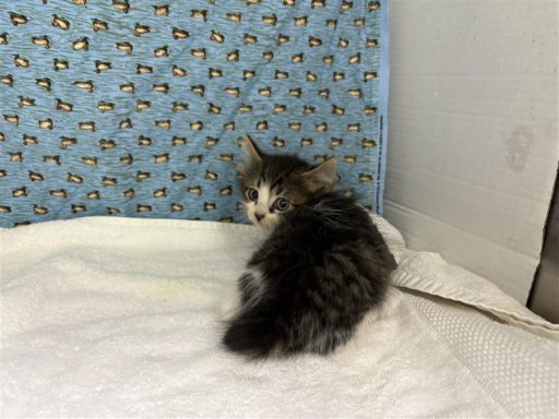 gray white female tabby kitten