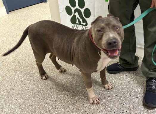 Grey and tan brindle mixed breed dog walking in hallway