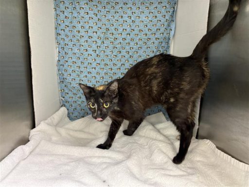 Tortie female calico cat
