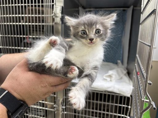 gray white tabby cat