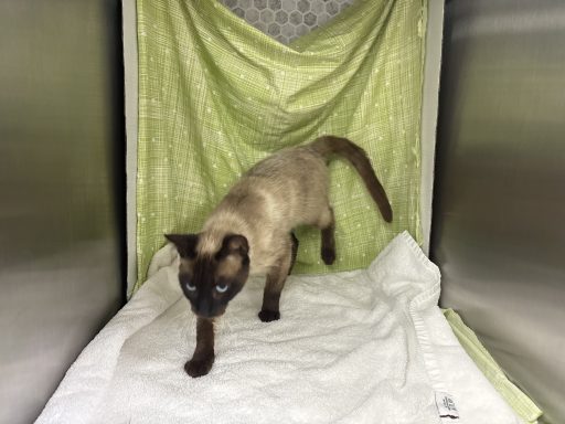 Crem and brown seal point cat walking in kennel
