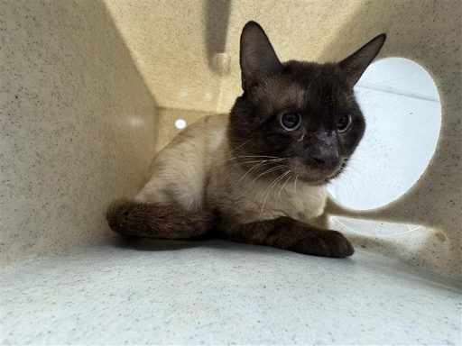 creme black siamese cat