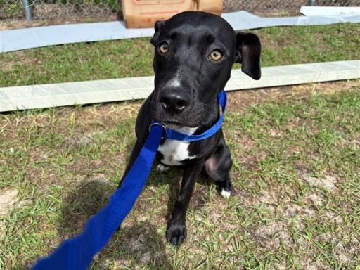 black and white mixed breed female dog