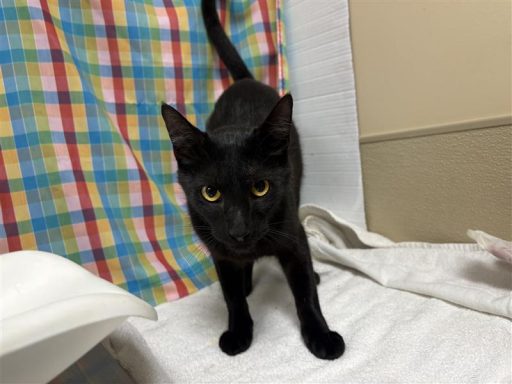 black cat