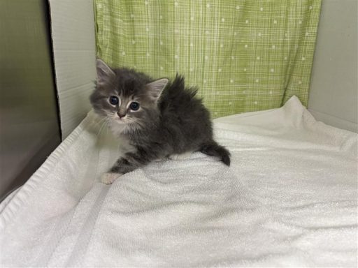 gray tabby kitten