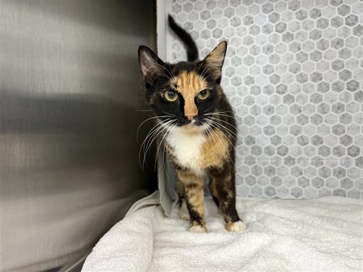 Black, orange, and white calico cat standing on a white towel