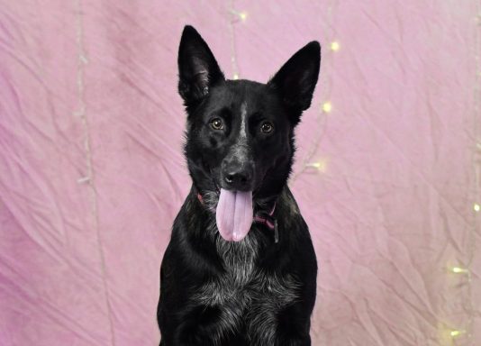 black heeler shepherd female dog