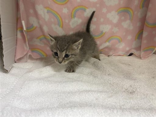 Grey female kitten sitting on a blanket