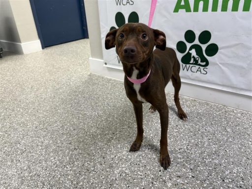 Male brown and white mixed breed standing in hallway on a pink leash