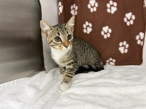White and tabby female cat sitting on blanket