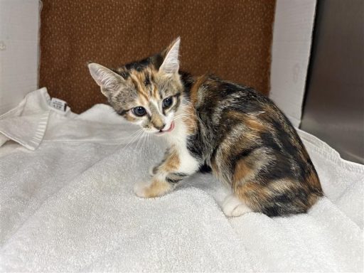Calico white female sitting on a blanket