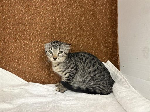 Gray and black tabby cat sitting on a white towel with her ears back