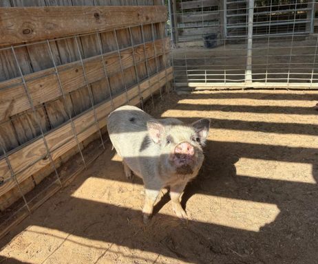 White and black pot-bellied pig standing inside a barn stall