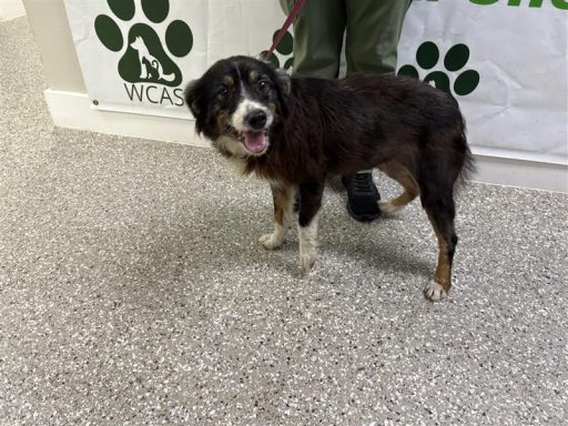 Female black and white dog standing in the hallway
