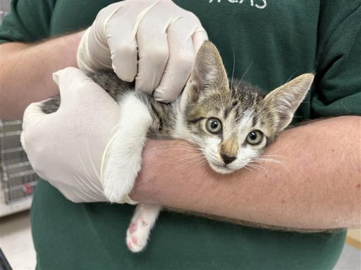 White and tabby female cat being held