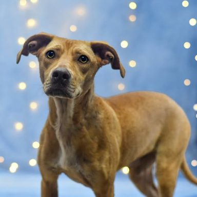 tan female mixed breed dog