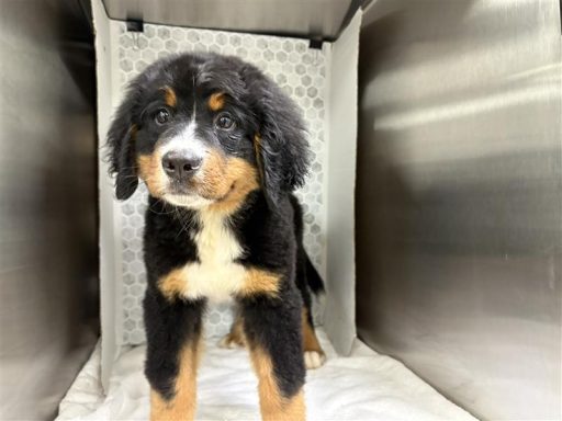 Black and tan female puppy sitting in kennel