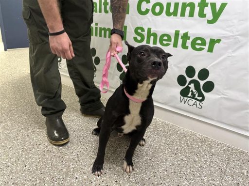 Black and white male dog standing in hallway on a pink leash