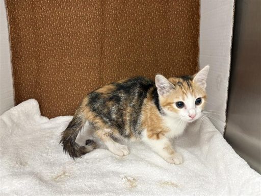Calico/ White female kitten sitting on a white blanket