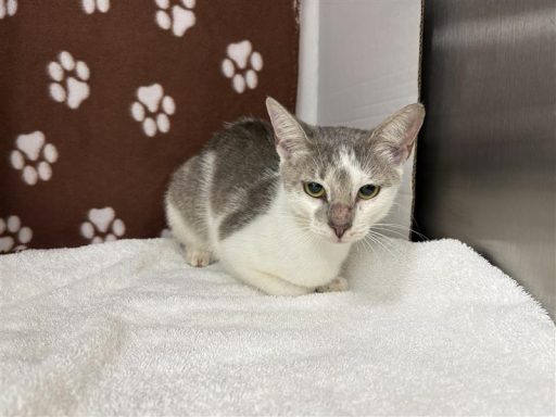 Female white and grey cat sitting on a blanket