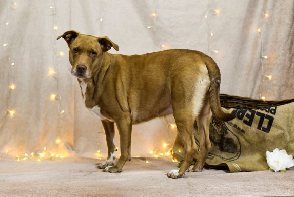 Brown and white mixed breed dog standing on photo backdrop