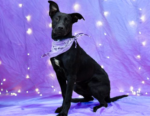 Large black dog with a white patch on her chest wearing a purple bandana