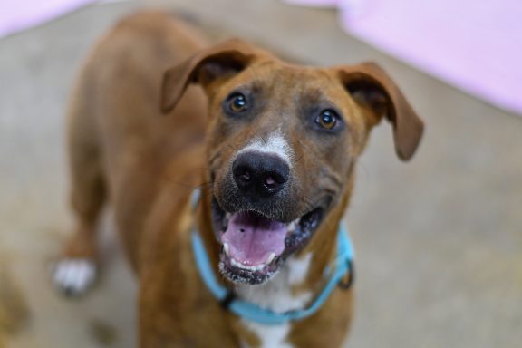 red colored female mixed breed dog