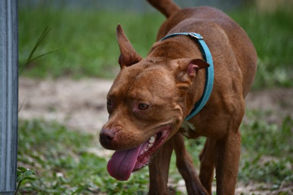 Brown bulldog mixed breed dog