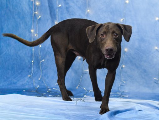 Female brown dog standing in photo booth.