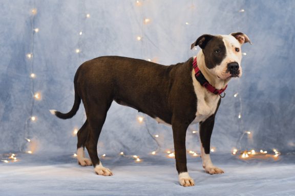 Grey and white female dog standing up with a red color on.