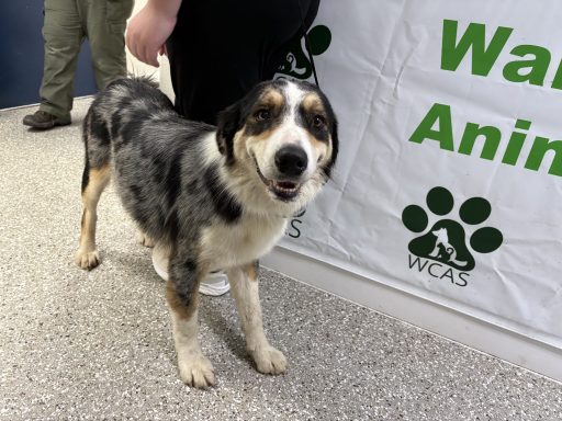 Grey and tan tricolor merle aussie anataolian shepherd mixed breed dog standing in hallway