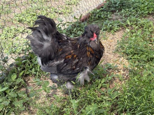 Black and red chicken standing in grass