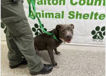 Gray and white American Pit Bull Terrier dog wearing a green leash