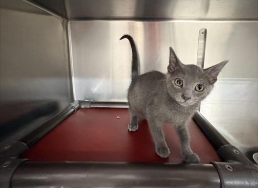 Gray kitten standing on a red cat bed