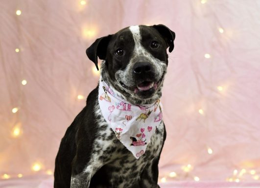 spotted brown female mixed breed dog