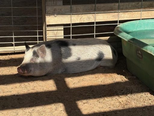White and black pot-bellied pig sleeping in a barn stall