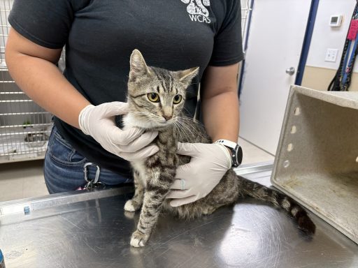 Gray and black tabby cat being held on a medical table