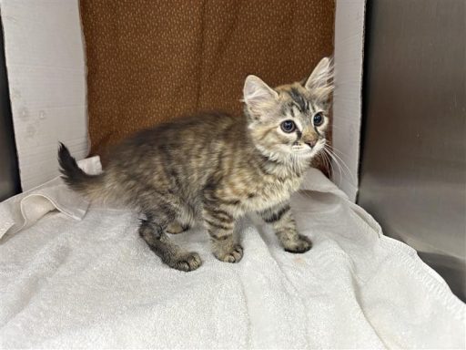 Tabby female kitten sitting on a blanket