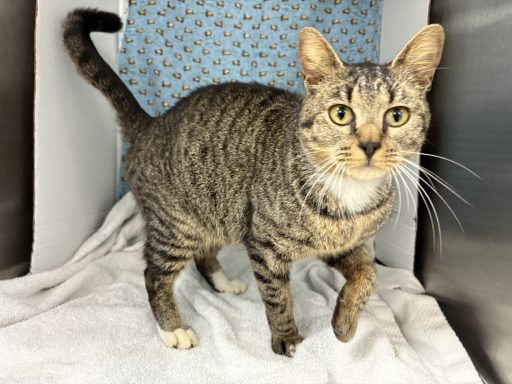 Tan and black tabby cat walking in kennel
