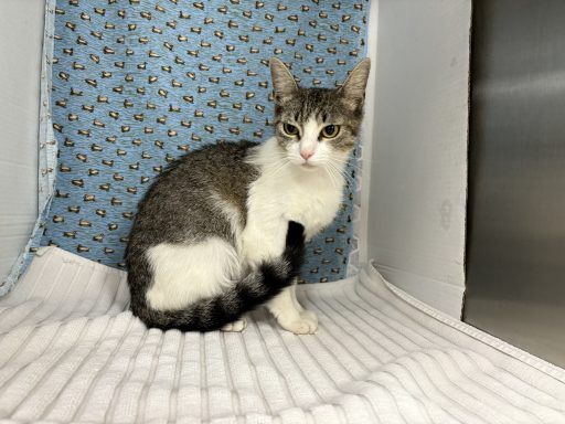 White and gray tabby cat sitting on a white towel